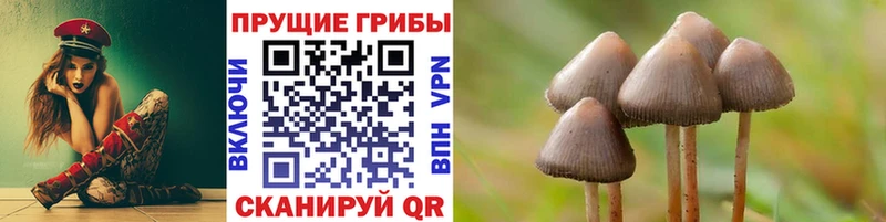 Галлюциногенные грибы Psilocybine cubensis  Медвежьегорск 